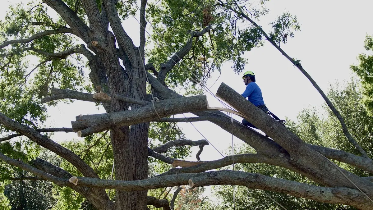 Professional Crown Thinning performed by certified arborists in Karnack